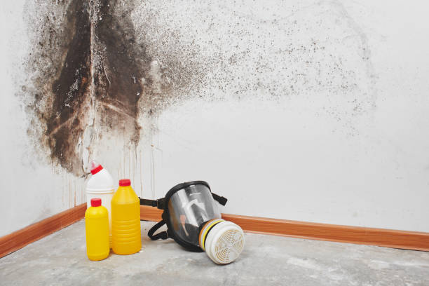Best Insurance-Related Mold Remediation in Justice, IL