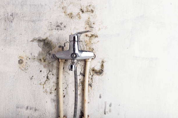 Best Mold Testing and Inspection Services in Justice, IL