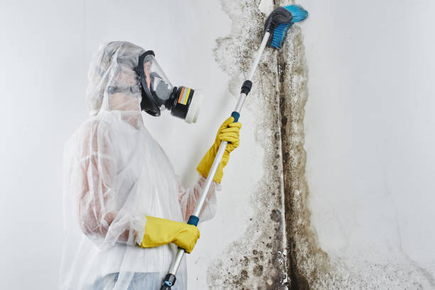 Best Industrial Mold Remediation in Justice, IL