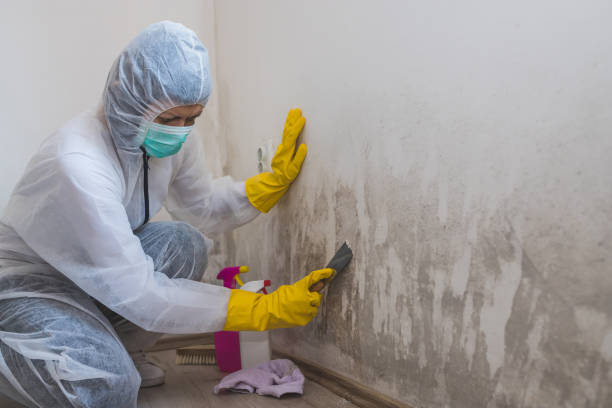 Best Localized Mold Remediation (e.g., coastal areas, humid climates) in Justice, IL