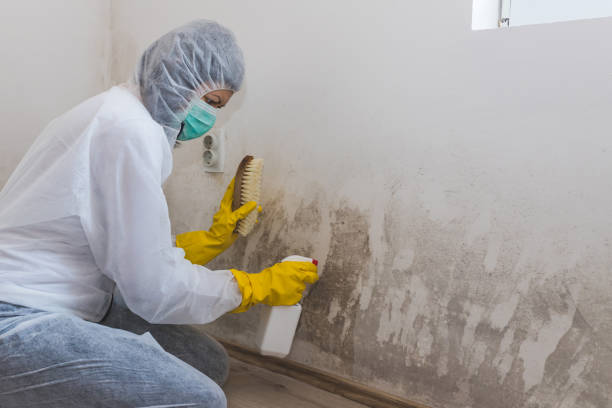 Best Bathroom Mold Remediation in Justice, IL