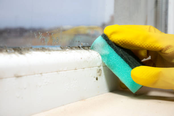 Best Residential Mold Remediation in Justice, IL