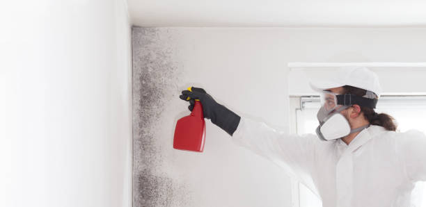 Trusted Justice, IL Mold Remediation Experts