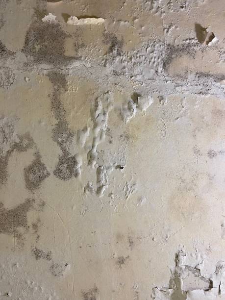 Best Attic Mold Remediation in Justice, IL