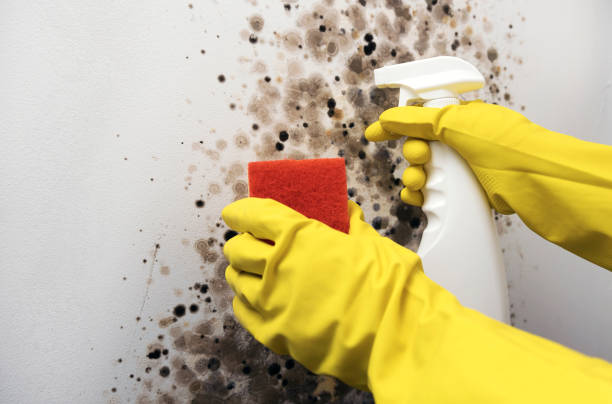 Best Commercial Mold Remediation in Justice, IL