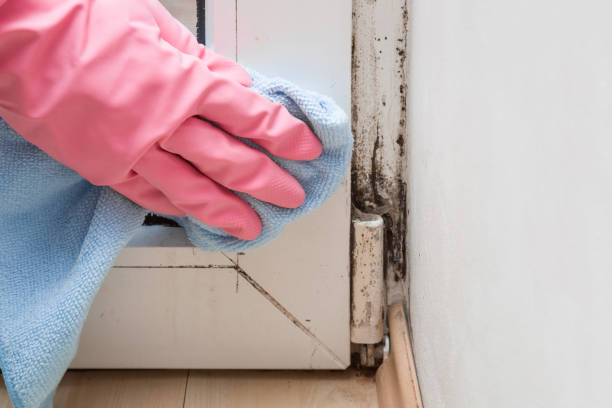 Best White Mold Remediation in Justice, IL