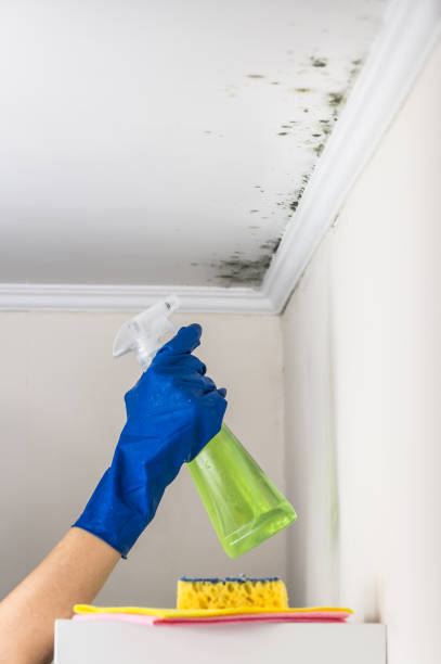 Best Residential Mold Remediation in Justice, IL