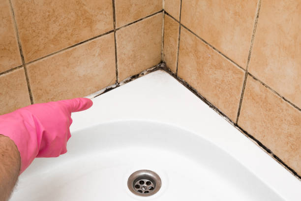 Best Black Mold Remediation in Justice, IL